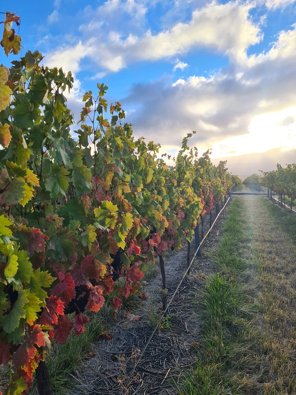 Tempranillo Davey Estate